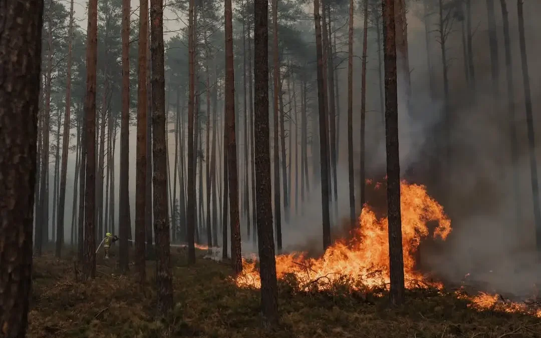 Uwaga na pożary lasów – nadchodzą upały i wakacje