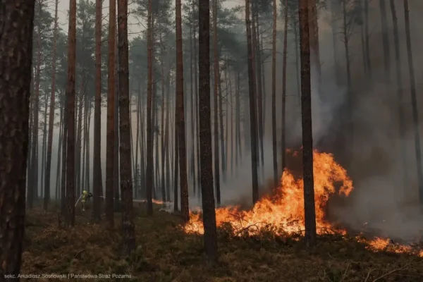 Uwaga na pożary lasów – nadchodzą upały i wakacje
