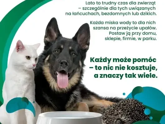 Upały zagrażają zwierzętom – wystaw miskę z wodą!