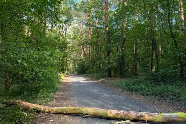 Powalone drzewo na ulicy Lipowej w Bralinie – interwencja OSP