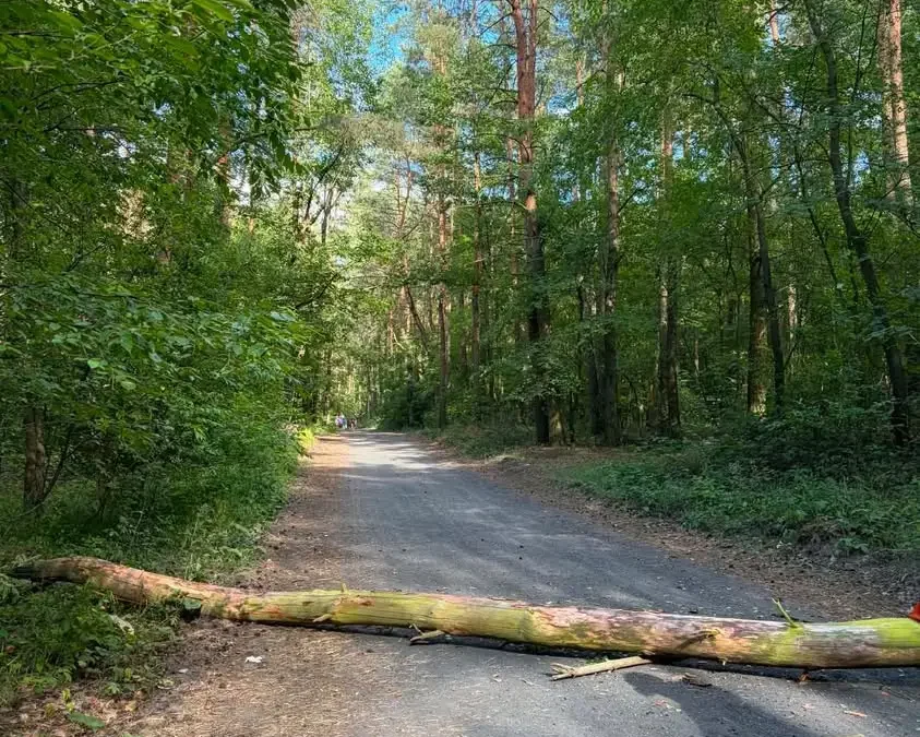 Powalone drzewo na ulicy Lipowej w Bralinie – interwencja OSP