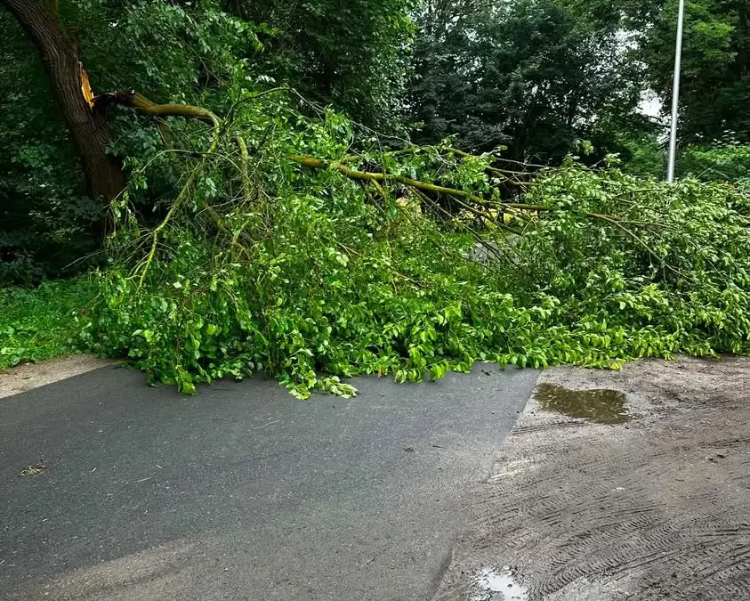 OSP Rychtal usuwa powaloną gałąź w Skoroszowie