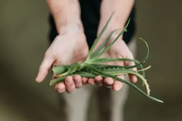 Muzyka i aloes – wyjątkowe spotkanie w bibliotece w Kępnie