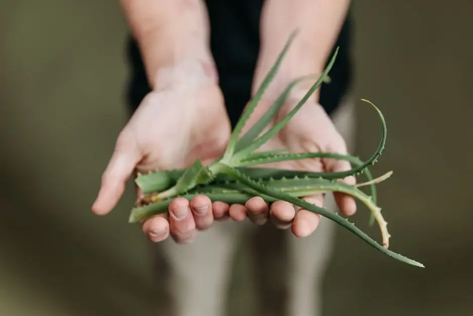 Muzyka i aloes – wyjątkowe spotkanie w bibliotece w Kępnie