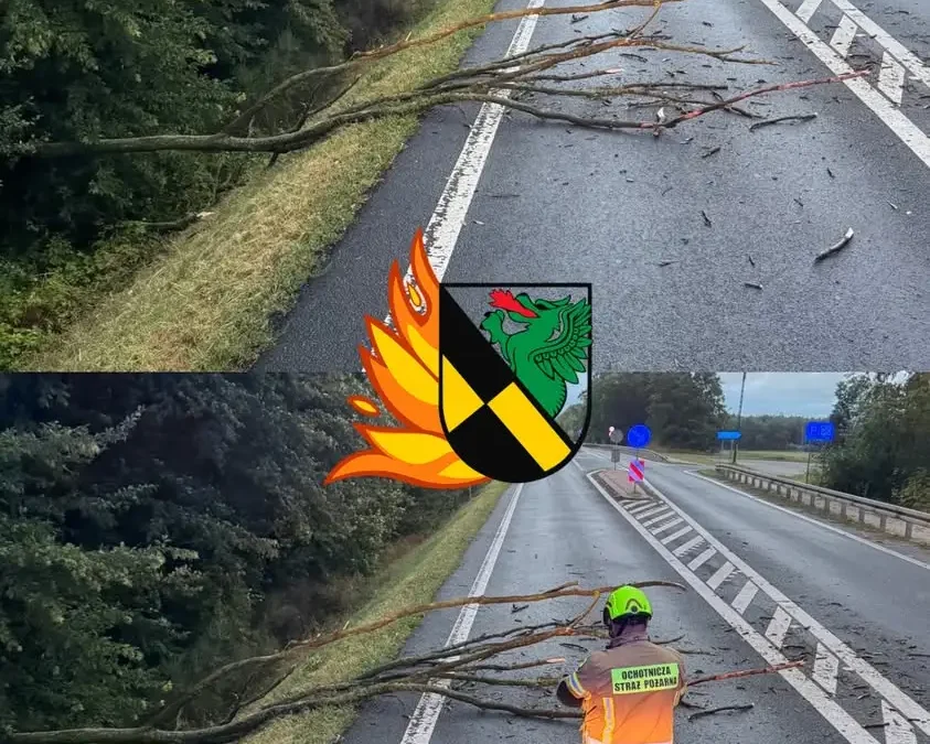 Brzezie: Strażacy usuwają powalone drzewo z jezdni