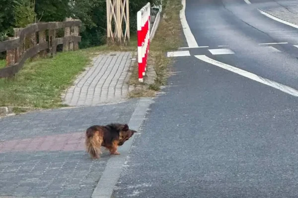 Zaginął pies w Słupi pod Bralinem – szukają właściciela