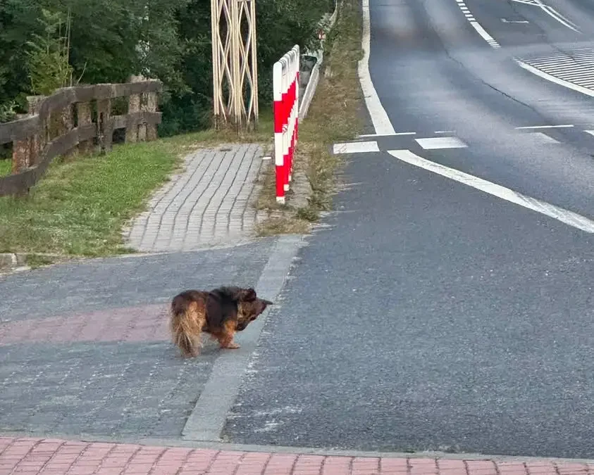 Zaginął pies w Słupi pod Bralinem – szukają właściciela