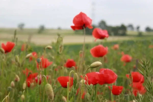 Dożynki Gminne w Olszowie: Święto Plonów z gwiazdami już w niedzielę