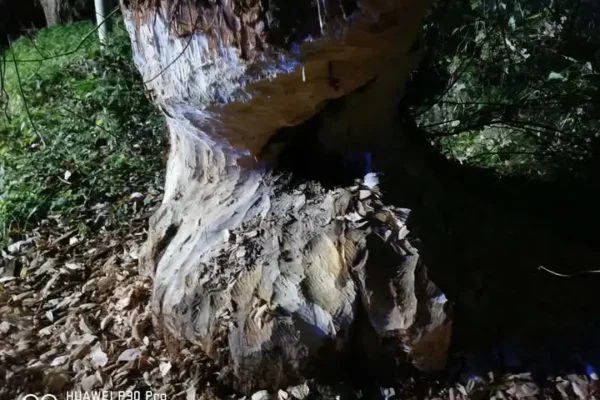 Bobry podgryzły drzewo w Trzcinicy. Strażacy usunęli zagrożenie